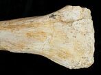 Very Rare Sauropod Metacarpals - Marine Deposits, Morocco #21734-11